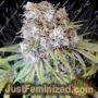 Melon Cheddar by Karma Genetics Cannabis Seeds For Sale at Just Feminized