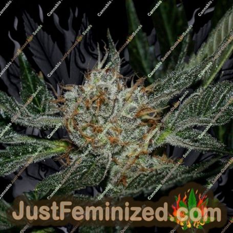 Grenadine by Karma Genetics Cannabis Seeds For Sale at Just Feminized