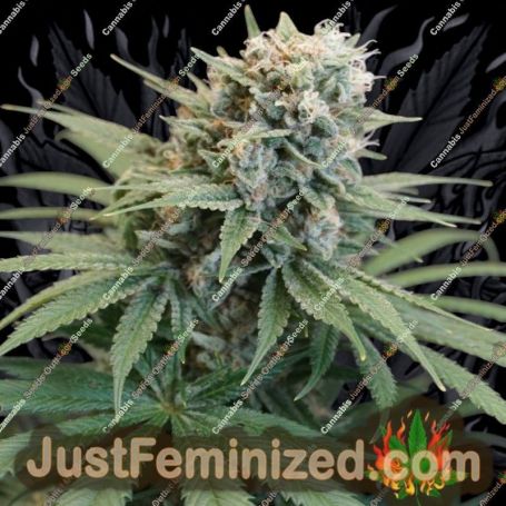 LeMello by Karma Genetics Cannabis Seeds For Sale at Just Feminized