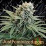 LeMello by Karma Genetics Cannabis Seeds For Sale at Just Feminized