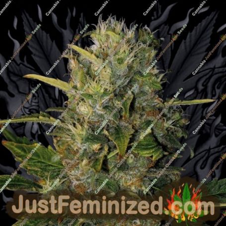 Santa Muerte by Blim Burn Seeds Cannabis Seeds For Sale at Just Feminized