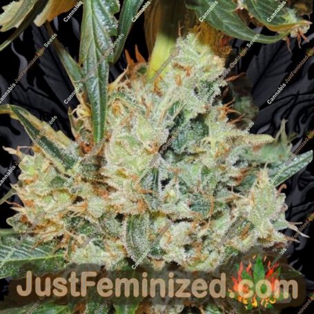 White Sumo by Karma Genetics Cannabis Seeds For Sale at Just Feminized