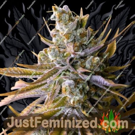 Tangie Ghost Train by Little Chief Collabs Cannabis Seeds For Sale at Just Feminized