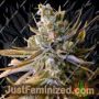Tangie Ghost Train by Little Chief Collabs Cannabis Seeds For Sale at Just Feminized
