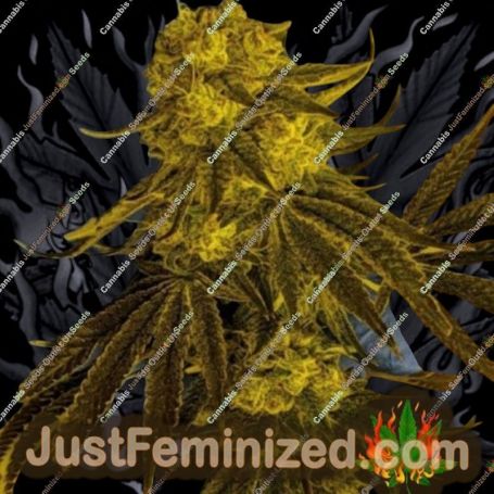 God Lemon by Massive Creations Cannabis Seeds For Sale at Just Feminized