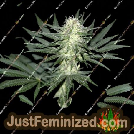 Sour Diesel by Blim Burn Seeds Cannabis Seeds For Sale at Just Feminized