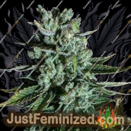 Boom Boom by Mosca Seeds Cannabis Seeds For Sale at Just Feminized