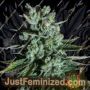 Boom Boom by Mosca Seeds Cannabis Seeds For Sale at Just Feminized