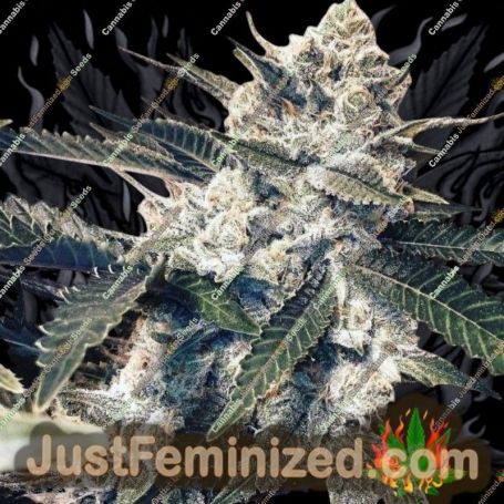 Pink Animal Crackers by Mosca Seeds Cannabis Seeds For Sale at Just Feminized