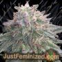 Method OG by Mosca Seeds Cannabis Seeds For Sale at Just Feminized
