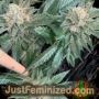New Order by Mosca Seeds Cannabis Seeds For Sale at Just Feminized