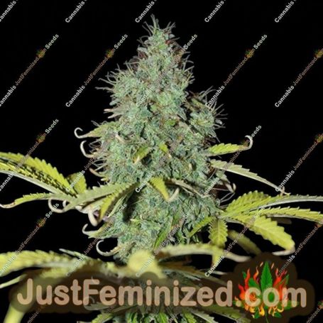 Sweet Tooth Auto by Blim Burn Seeds Cannabis Seeds For Sale at Just Feminized