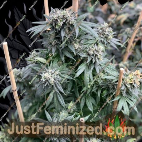 Midnight Special by Mosca Seeds Cannabis Seeds For Sale at Just Feminized