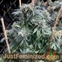 Midnight Special by Mosca Seeds Cannabis Seeds For Sale at Just Feminized