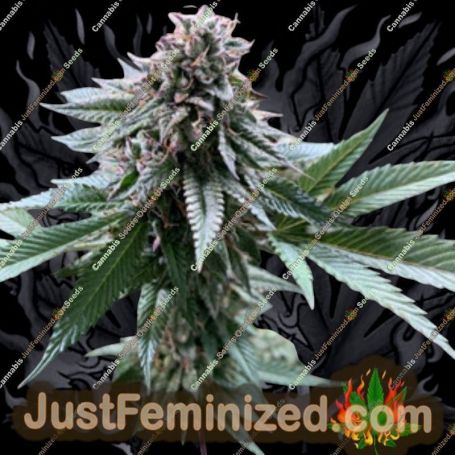 Super Petrol by Mosca Seeds Cannabis Seeds For Sale at Just Feminized