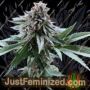 Super Petrol by Mosca Seeds Cannabis Seeds For Sale at Just Feminized
