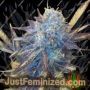 Grape Kush by Moxie Seeds Cannabis Seeds For Sale at Just Feminized