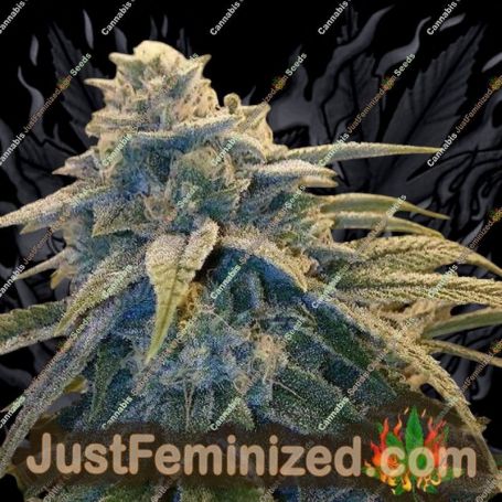 Alpine OG by Moxie Seeds Cannabis Seeds For Sale at Just Feminized