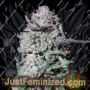 Snake Venom by Moxie Seeds Cannabis Seeds For Sale at Just Feminized