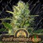 Tangie Auto by Blim Burn Seeds Cannabis Seeds For Sale at Just Feminized