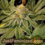 Blue D5 by Old School Genetics Cannabis Seeds For Sale at Just Feminized
