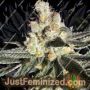 Blue Grape Fuel by Old School Genetics Cannabis Seeds For Sale at Just Feminized