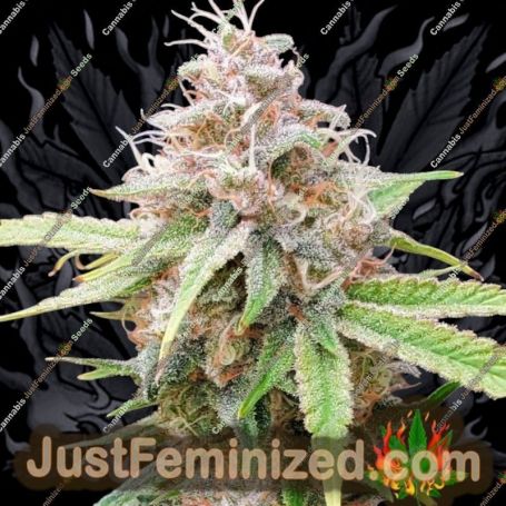 Chem T Haze by Oni Seed Co Cannabis Seeds For Sale at Just Feminized