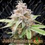 Chem T Haze by Oni Seed Co Cannabis Seeds For Sale at Just Feminized