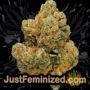 Chem T Haze by Oni Seed Co Buds Weed Ganja Skunk Pot Reefer Dope Herb Pics Images