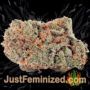 Chem T Haze by Oni Seed Co Buds Weed Ganja Skunk Pot Reefer Dope Herb Pics Images