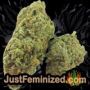 Chem T Haze by Oni Seed Co Buds Weed Ganja Skunk Pot Reefer Dope Herb Pics Images