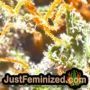 Chem T Haze by Oni Seed Co THC CBD Close Up Trichomes Potency Yield Indica Sativa Strain Pic Images