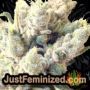 Chem T Haze by Oni Seed Co THC CBD Close Up Trichomes Potency Yield Indica Sativa Strain Pic Images