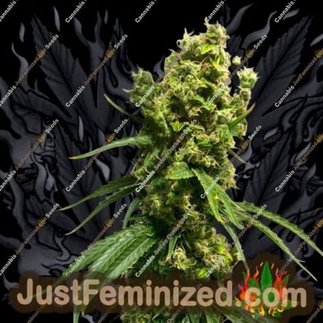 Isaac Haze by Dampkring Genetics Cannabis Seeds For Sale at Just Feminized