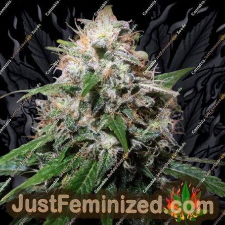 Electric Avenue by Dampkring Genetics Cannabis Seeds For Sale at Just Feminized