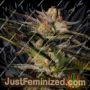 Solero by Dampkring Genetics Cannabis Seeds For Sale at Just Feminized