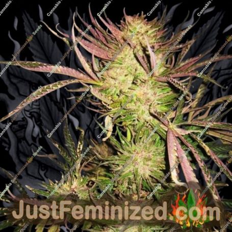 Wombat by Blim Burn Seeds Cannabis Seeds For Sale at Just Feminized