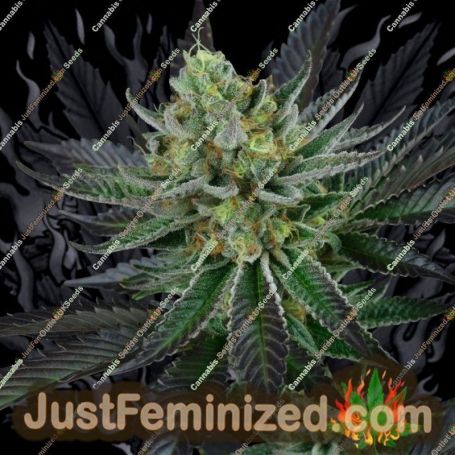 Capri Zun by Perfect Tree Seeds Cannabis Seeds For Sale at Just Feminized