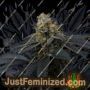 Pink Gasoline by Perfect Tree Seeds Cannabis Seeds For Sale at Just Feminized