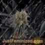 Peach Sherbert OG by Perfect Tree Seeds Cannabis Seeds For Sale at Just Feminized