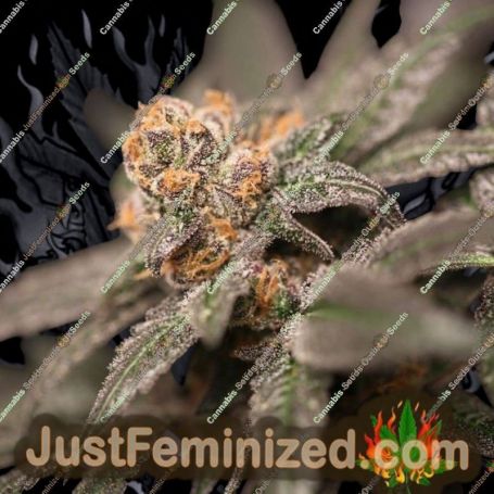 Cherry Tini by Perfect Tree Seeds Cannabis Seeds For Sale at Just Feminized