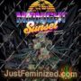 Midnight Sunset by Perfect Tree Seeds Cannabis Seeds For Sale at Just Feminized