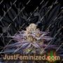 Rotten Apple by Perfect Tree Seeds Cannabis Seeds For Sale at Just Feminized