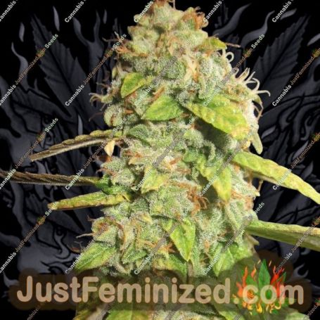 Notorious OG by Pheno Finder Seeds Cannabis Seeds For Sale at Just Feminized