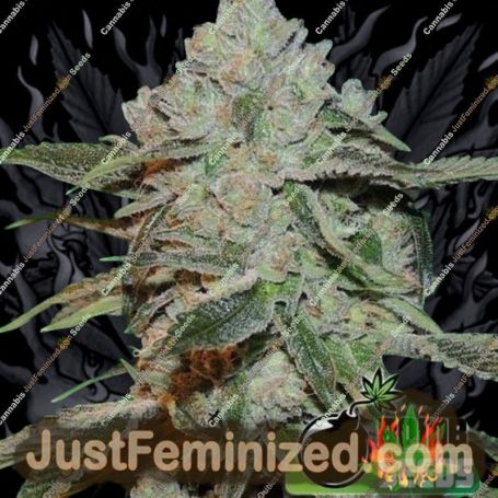 Bomb Atomic by Bomb Seeds Cannabis Seeds For Sale at Just Feminized