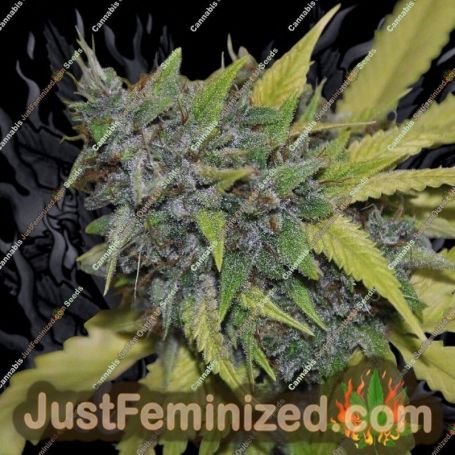 Grandaddy Confidential by Pheno Finder Seeds Cannabis Seeds For Sale at Just Feminized