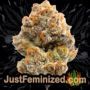 Grandaddy Confidential by Pheno Finder Seeds Buds Weed Ganja Skunk Pot Reefer Dope Herb Pics Images