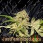 LA Fire by Pheno Finder Seeds Cannabis Seeds For Sale at Just Feminized