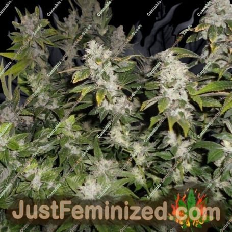 Sour Walker by Pheno Finder Seeds Cannabis Seeds For Sale at Just Feminized