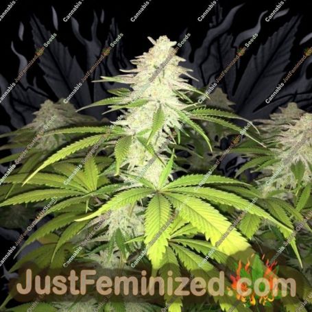 Simple Wedding Cake S1 by Pheno Finder Seeds Cannabis Seeds For Sale at Just Feminized